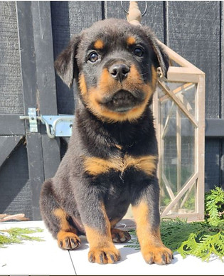 Rottweiler Puppy For Sale sitting on a wooden platform with leaves besides