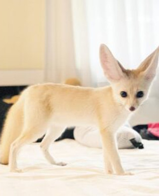 Buy Fennec Fox Online