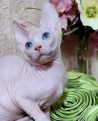 Buy Sphynx Kitten Online