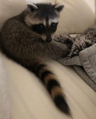 Raccoon Pet Supplies