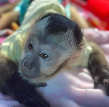 Capuchin Monkey For Sale 