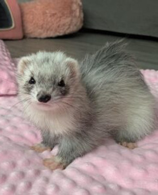 Cute Domestic Ferrets