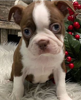 Buy Boston Terrier Puppy
