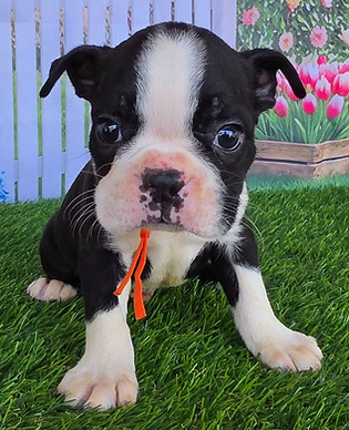 Male Boston Terrier Puppy For Sale