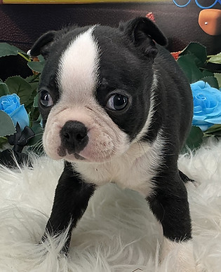 Male Boston Terrier Puppy Near Me