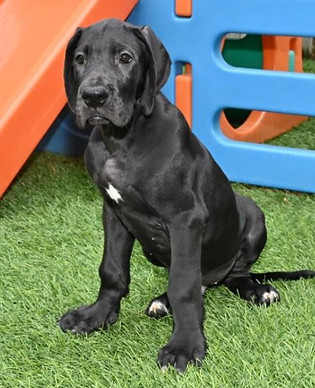 Black Great Dane Puppy For Sale Seating On Green Grass