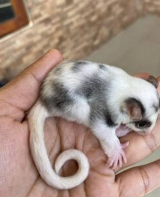 Sugar Glider Exotic Pets