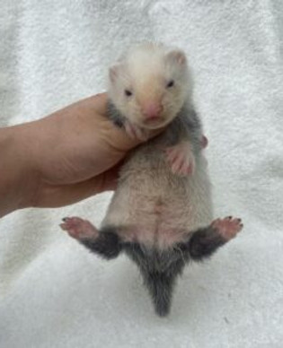 Friendly Playful Ferret