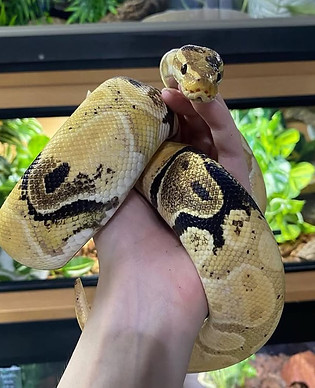 Ball Python Hatchling