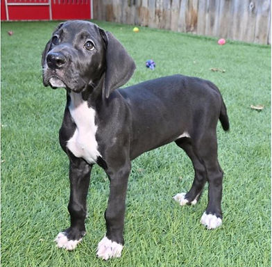 Great Dane puppies for sale in Texas