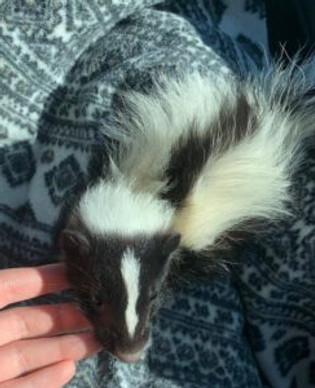 Skunk Food And Toys