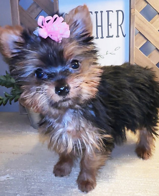 Yorkshire Terrier Puppy For Sale
