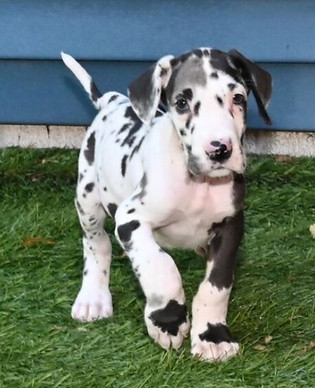 Merle Great Dane Puppy For Sale In A Green Lawn