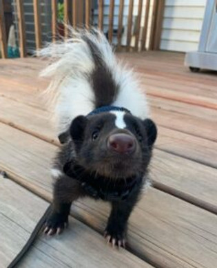 Buy Domesticated Skunk
