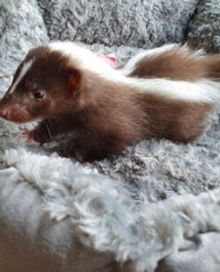 Skunk Training Tips