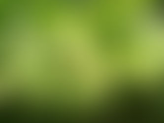 【植物四季】排錢樹