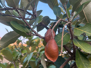 🌿愛種樹專欄|【植物四季】銀葉樹