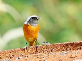 🌳愛種樹專欄<台灣飛羽之美>黃尾鴝🪽