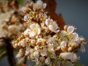 【🌳植物四季】山枇杷