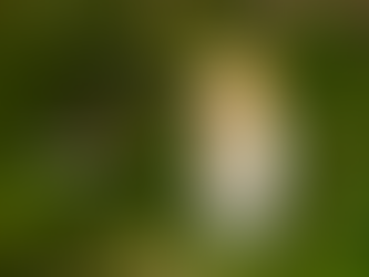 🪽愛種樹專欄|【飛羽之美】黃頭鷺