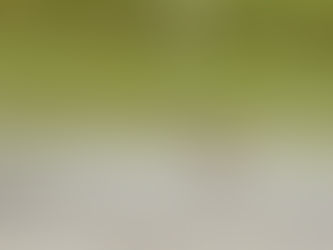 【飛羽之美】太平洋金斑鴴