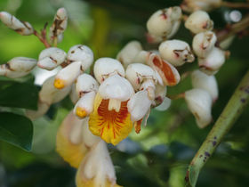 🌿愛種樹專欄｜【植物四季】月桃