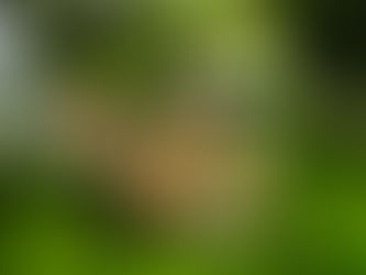 【植物四季】鷗蔓