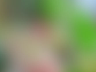 【🌳植物四季】長果藤