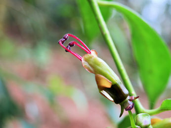 【🌳植物四季】長果藤