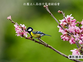 【飛羽之美】青背山雀