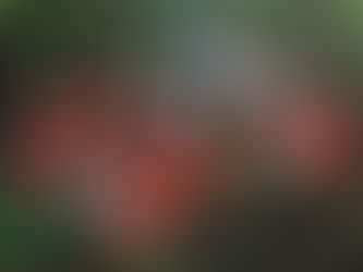 【植物四季】雞母珠