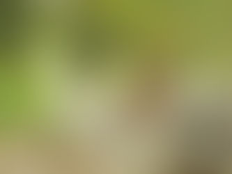 【飛羽之美】地啄木