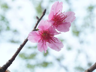 🌿愛種樹專欄|【植物四季】-山櫻花