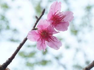 🌿愛種樹專欄|【植物四季】-山櫻花