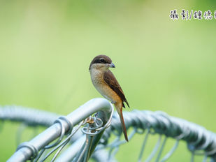 🪽愛種樹專欄｜【飛羽之美】紅尾伯勞