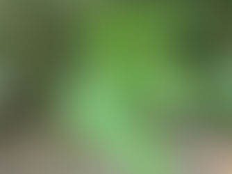 🌸 愛種樹專欄|【植物四季】- 血藤