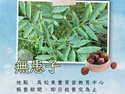🌳一起種下綠意｜無患子🌳