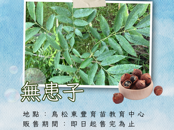 🌳一起種下綠意|無患子🌳