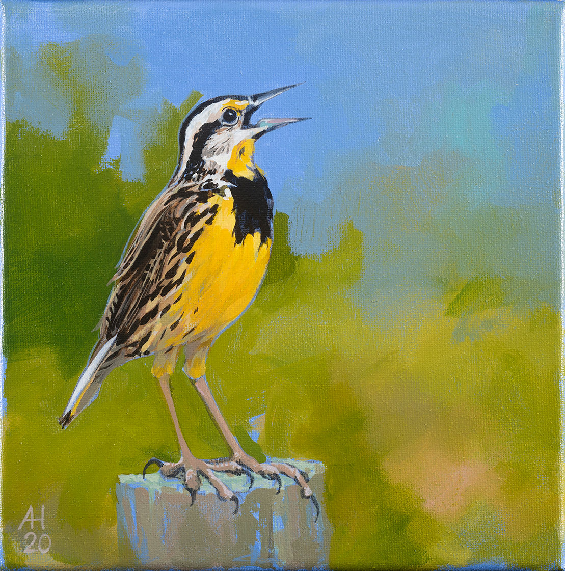 meadowlark