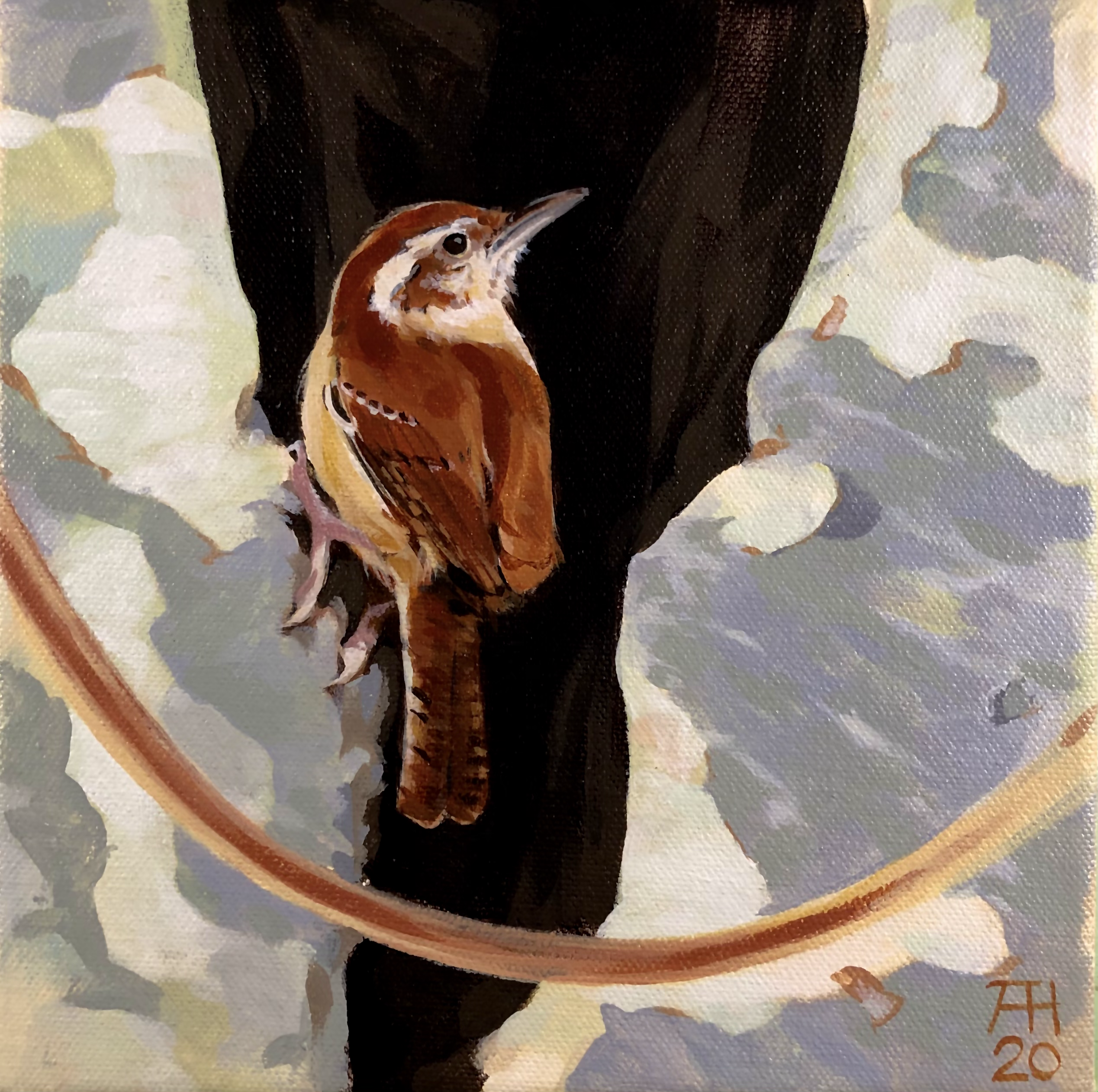 Carolina wren