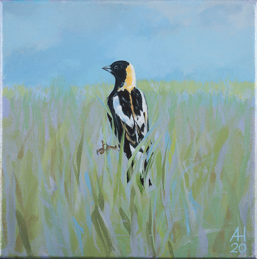 bobolink in the grass