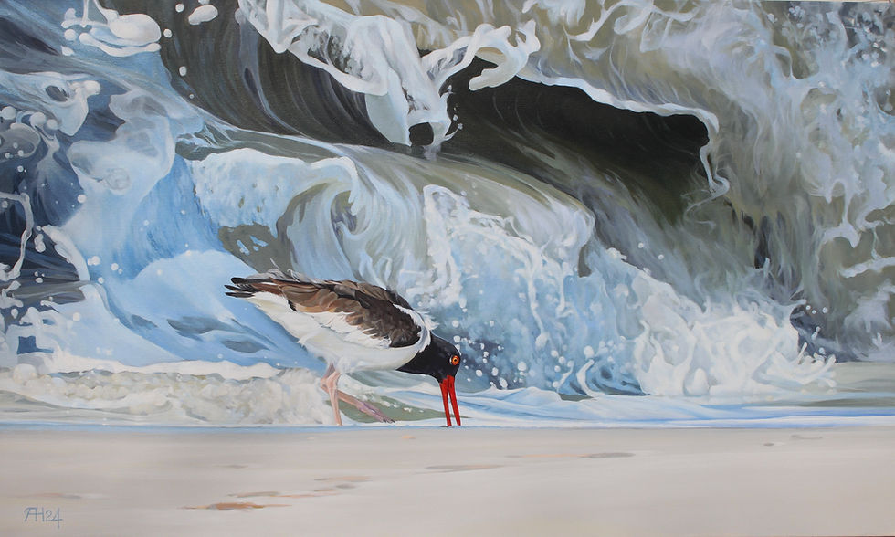 American oystercatcher.jpg