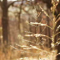 tall grass.jpg