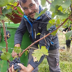 Weinlese1.JPG