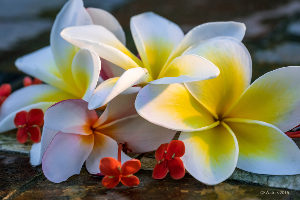 Native Flowers