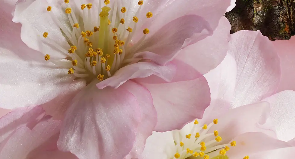 Miniatura: Dior Pink Sakura 40ml