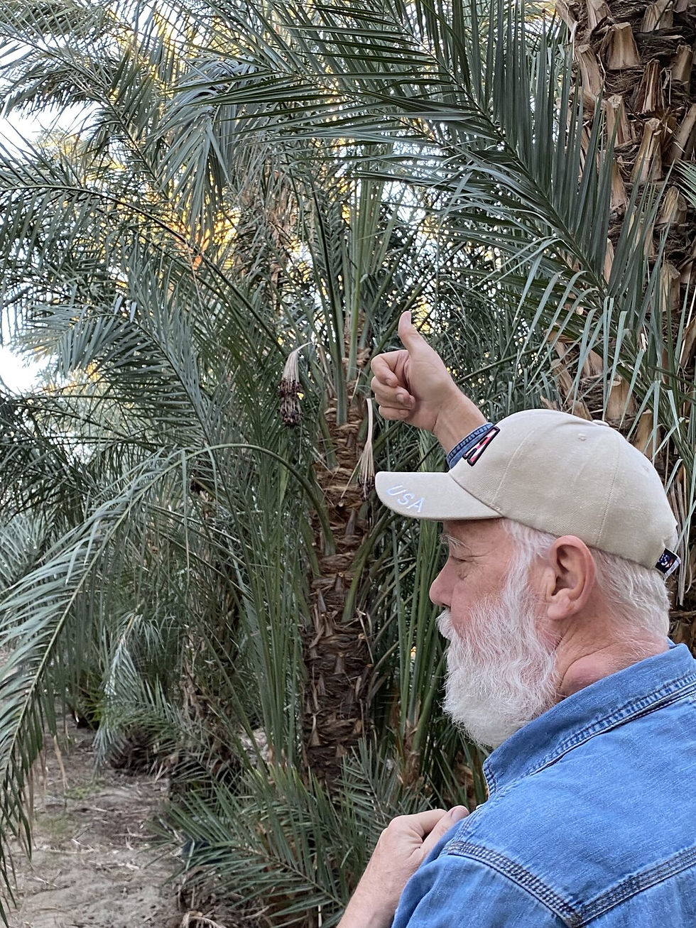 Desert Gardeners visiting Futterman’s Date Farm
