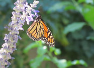 duranta.jpg