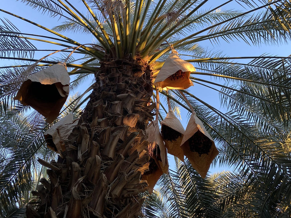 Desert Gardeners visiting Futterman’s Date Farm