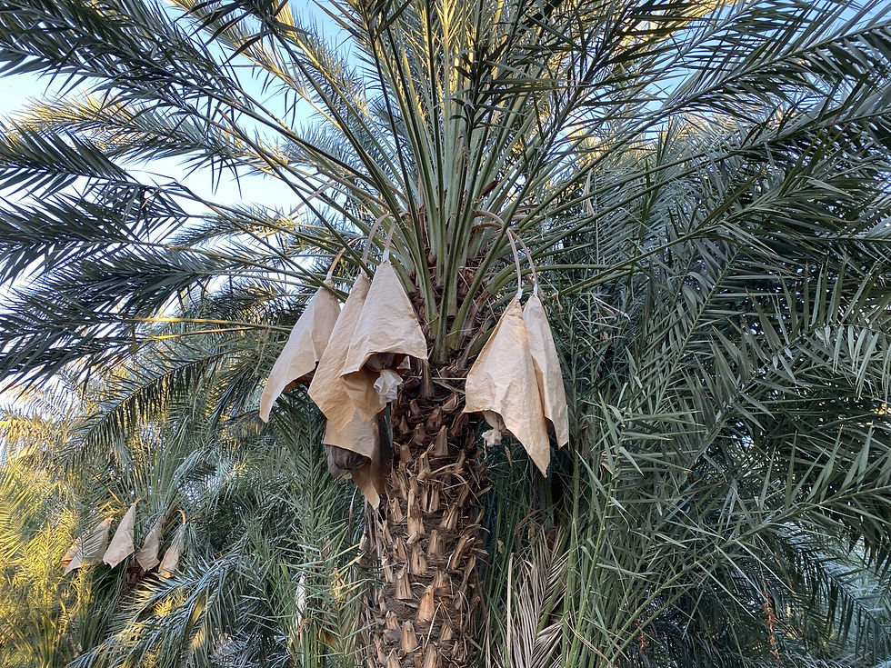 Desert Gardeners visiting Futterman’s Date Farm